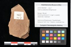 Foto (Objekt + Etikett) von Quercus palaeoilex Ettingshausen (NHMW-GEO-2024-0188-0867)